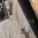 Western Fence Lizard