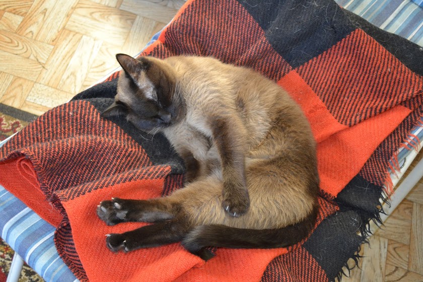 Поговорим о кошках38