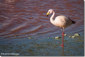 Flamingo na Lagoa Colorada