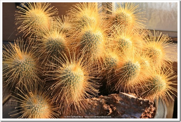 141227_Huntington_0413_Mammillaria-magnifica