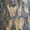 Spotted Gum