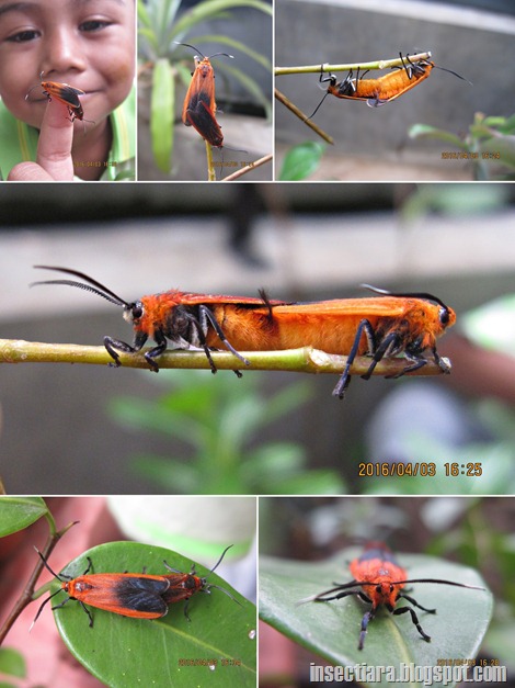 Phauda sp. Mating