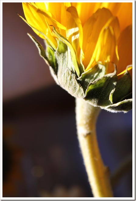 sunflowers 037