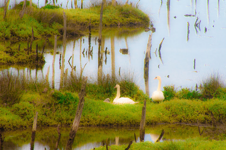 Parque de Oyambre _DSC0051