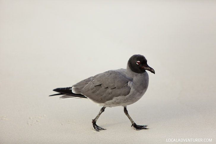 Lava Gull - Galapagos Birds.