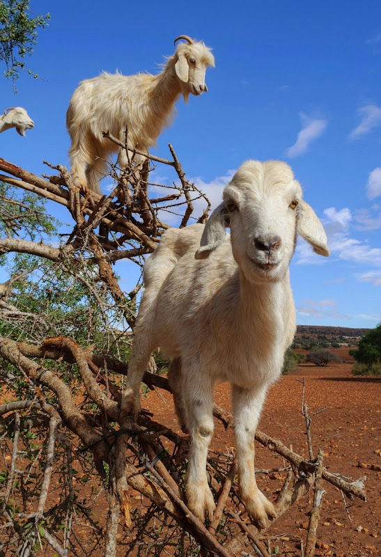 goats-argan-trees-3