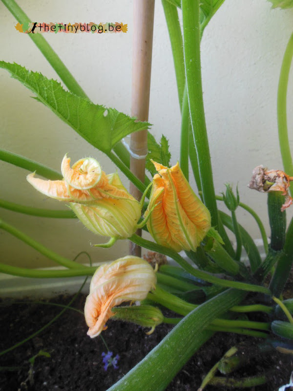 My balcony urban vegetable garden June 2015 in Brussels Zucchini