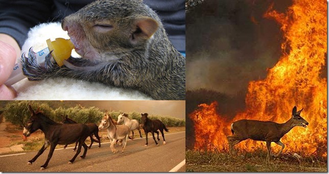 incendios-animales-victimas1