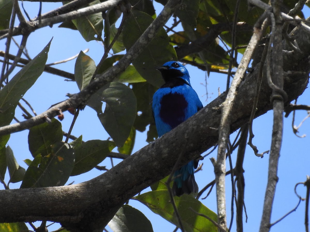 Turquoise Cotinga