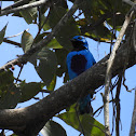 Turquoise Cotinga