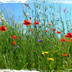 Summer daisies and poppies. 20120724-01-poppies-daisies.jpg