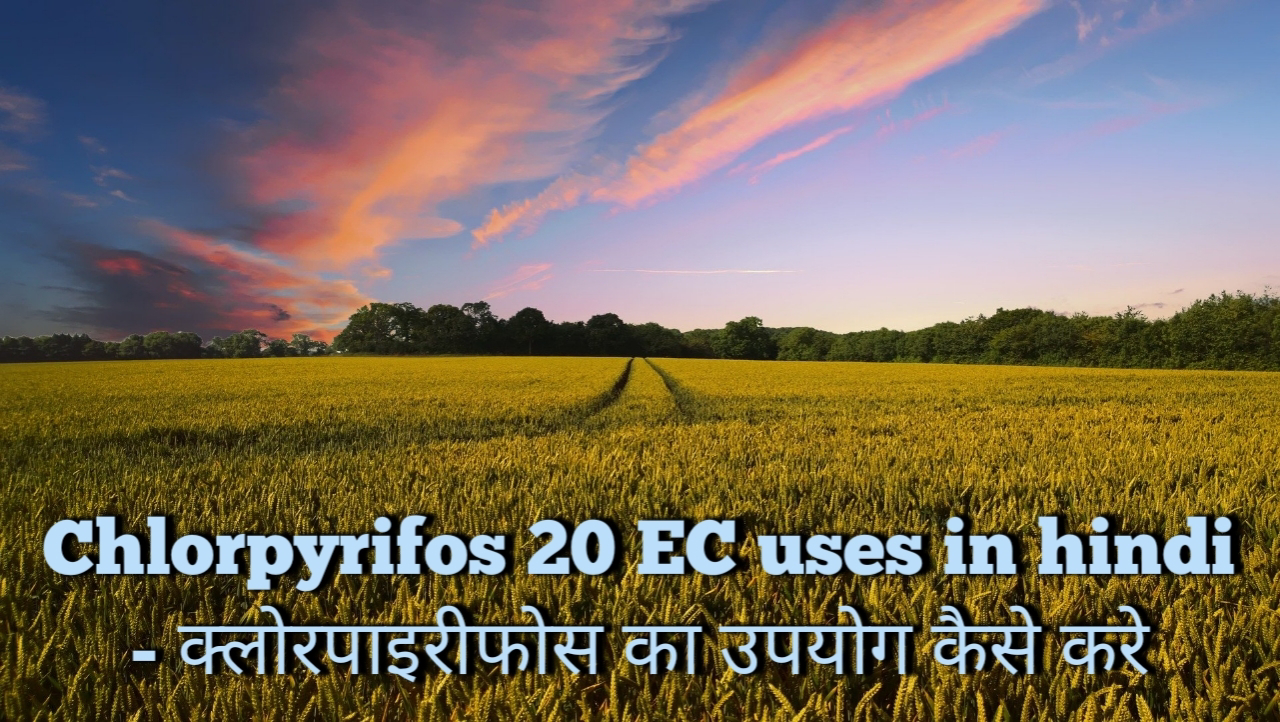 Chlorpyrifos 20 EC uses in hindi - क्लोरपाइरीफोस का उपयोग कैसे करे