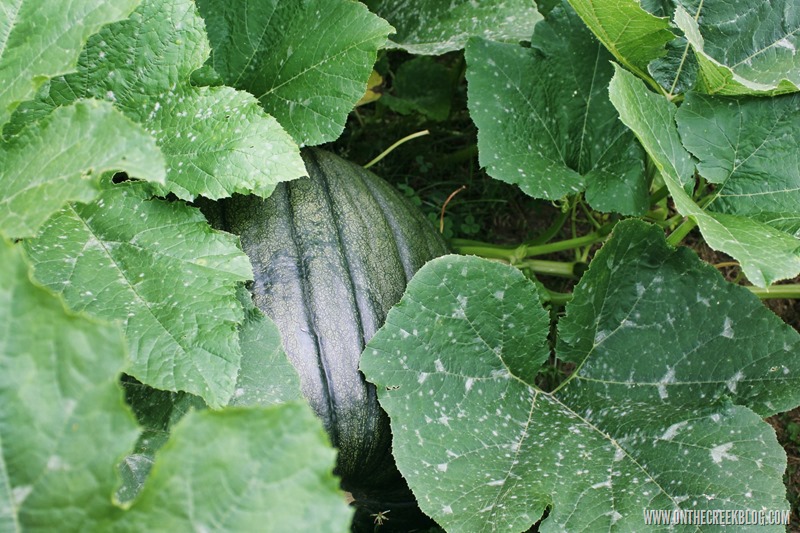 Pumpkin Patch | On The Creek Blog // www.onthecreekblog.com