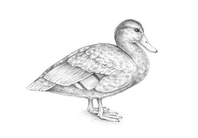 how to draw a duck realistic