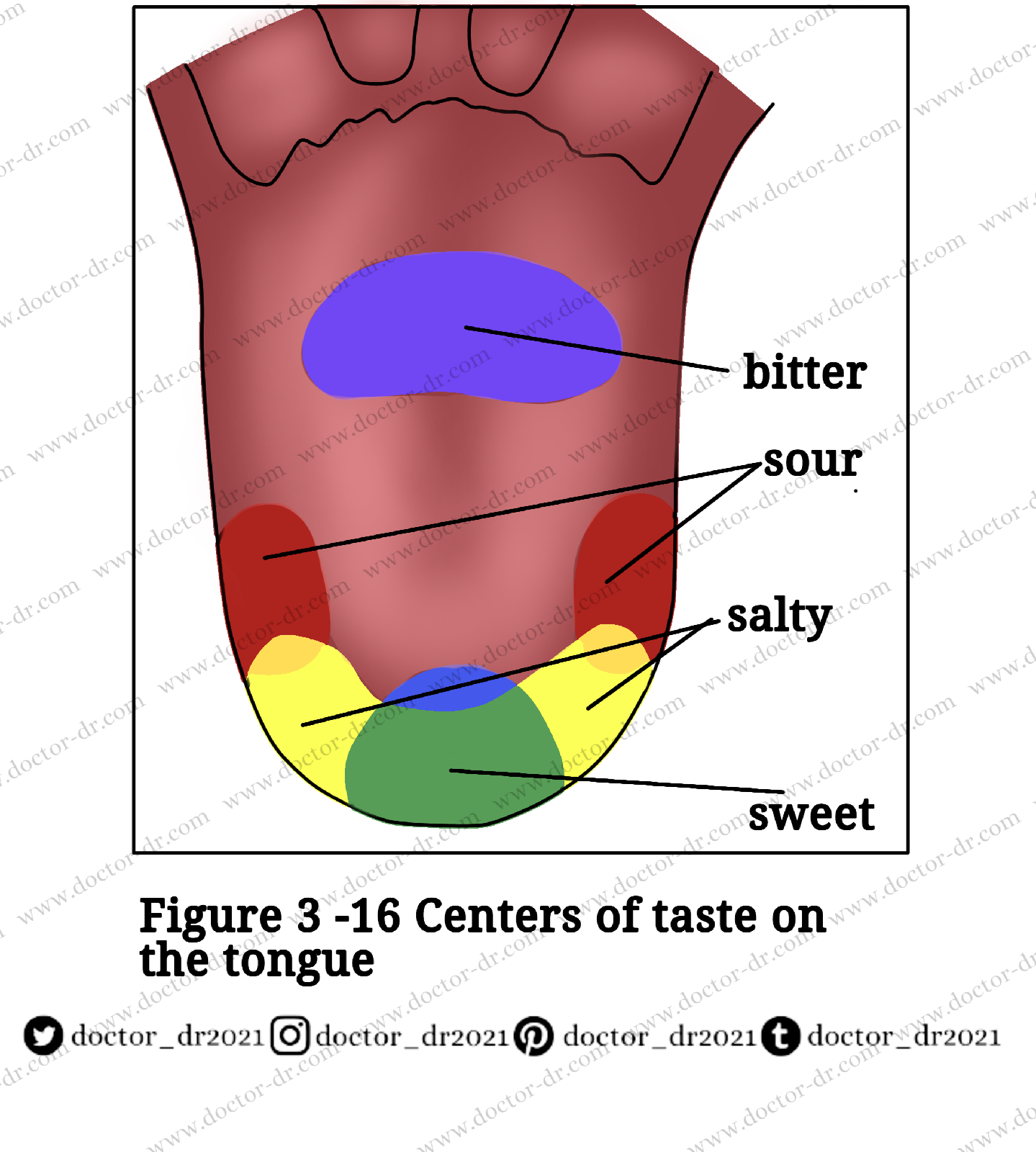 Public Health - Touch, Smell, and Taste - Easy Biology Notes - By ...