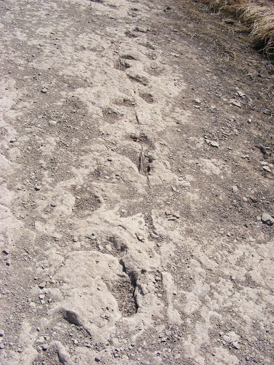 Dinosaur Paw Prints