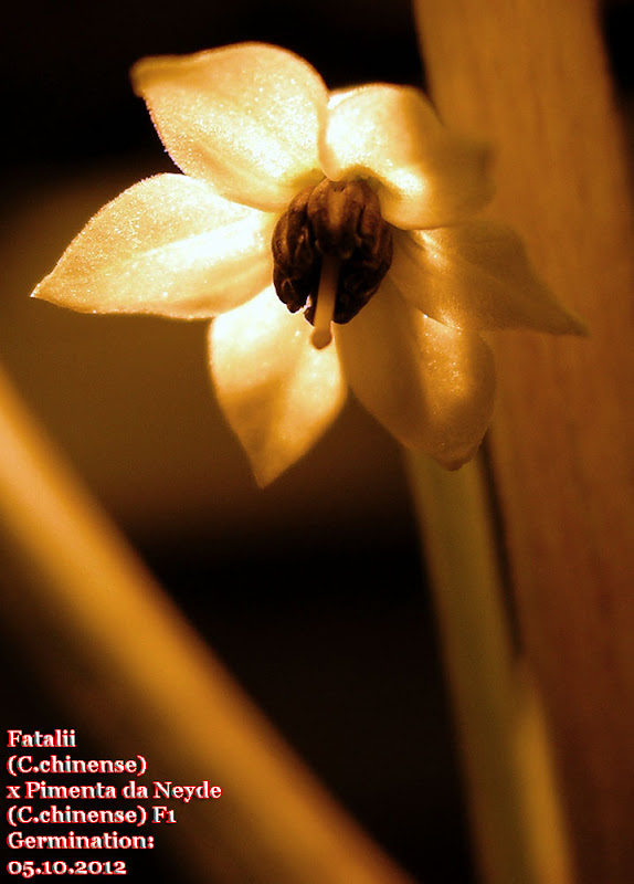 Fatalii%2520X%2520Pimenta%2520da%2520Neyde%2520F1_71days_1st_flower3.jpg