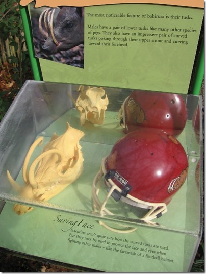 IMG_0286 Babirusa Skull Display at the Oregon Zoo in Portland, Oregon on November 10, 2009