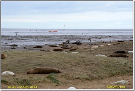 Donna Nook - November