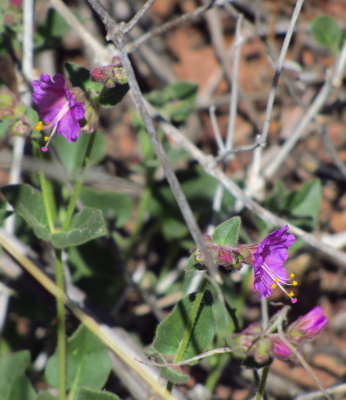 purple flowers