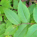 Bush Honeysuckle