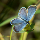 Eastern Tailed Blue Butterfly