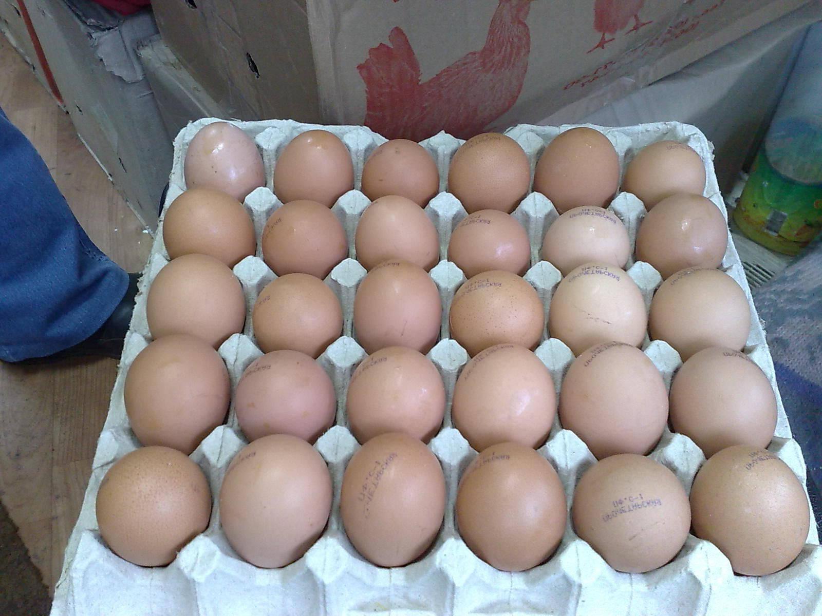 Fresh table eggs