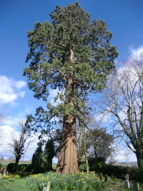 CIMG0307 Giant redwood in Highbrook churchyard