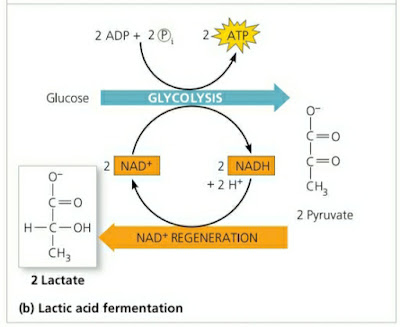 Fermentasi Asam Laktat Fermentasi Asam Laktat
