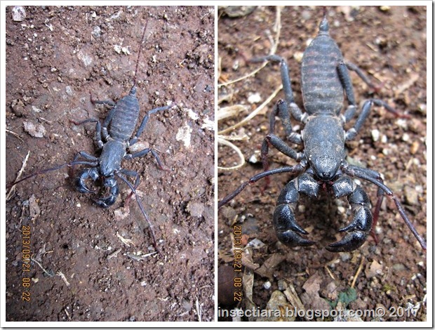 Asem-asem ini ternyata punya nama yang cukup keren ya, whip scorpions alias kalajengking cambuk. Tapi untungnya hewan ini tidak berbahaya. Asem-asem tidak berbisa dan tidak bisa menggigit, cuma bisa mencapit. Dan kalau merasa terancam, asem-asem akan menyemprotkan sejenis cairan yang berbau seperti cuka alias bau asem.