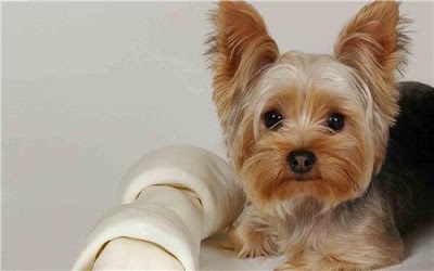 Photos of Animal Emergency Clinic of Deerfield Beach