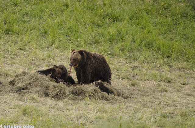 YELLOWSTONE con los 5 sentidos - OESTE DE EEUU 2015. UN MES POR LOS PARQUES NATURALES DE 6 ESTADOS (TERMINADO!!) (30)