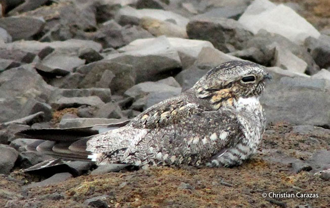 Lesser Nighthawk Chordeiles Acutipennis Peru Aves Peru Birds