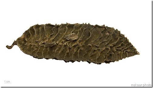 Mucuna Sloanei Mucuna Sloanei