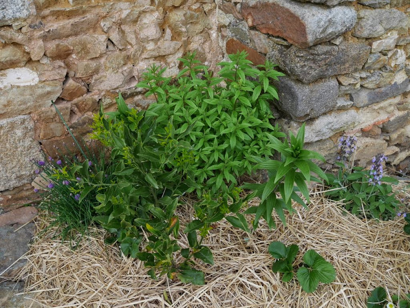 Un jardin en formation P1020906