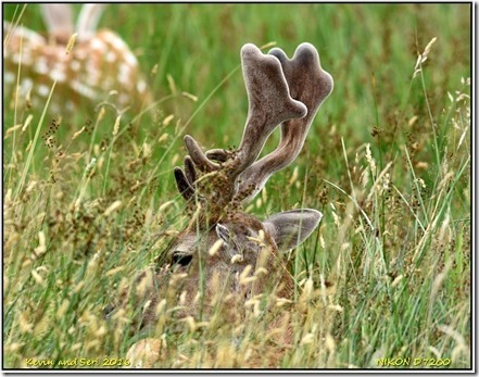 Bradgate Park - July