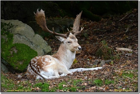 Bradgate Park - October