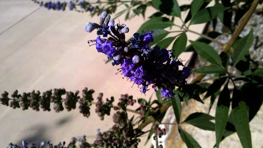 Lavanda