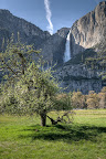 Upper Yosemite and a tree.