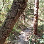 Between the banksias (176385)