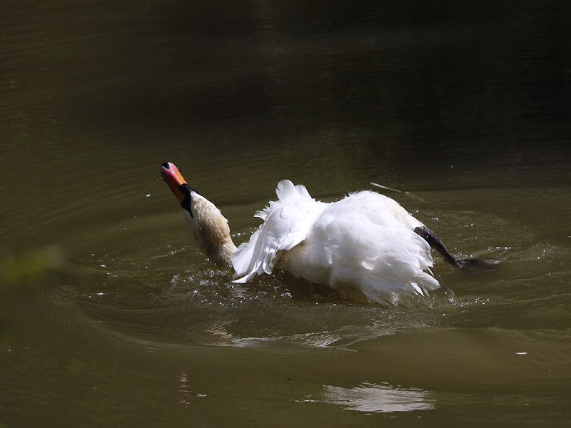 La toilette du cygne G1290483