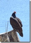 Turkey Vulture-2