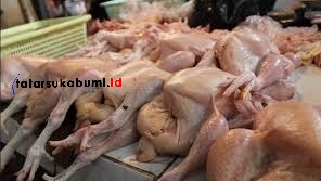 
Harga Ayam di Sukabumi Masih Mahal
