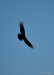 Turkey Buzzard