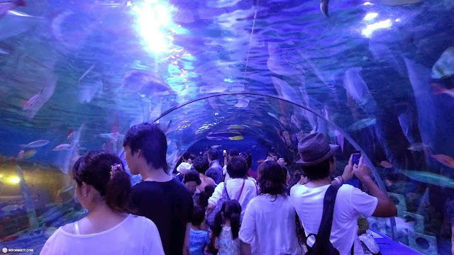 the underwater tunnel at the Shinagawa Aquarium in Shinagawa, Japan 