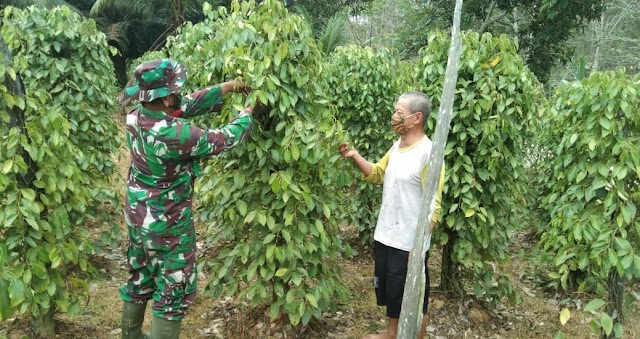 Komsos, Babinsa Koramil Tenggarong Kota Bantu Petani Panen Lada Hitam 