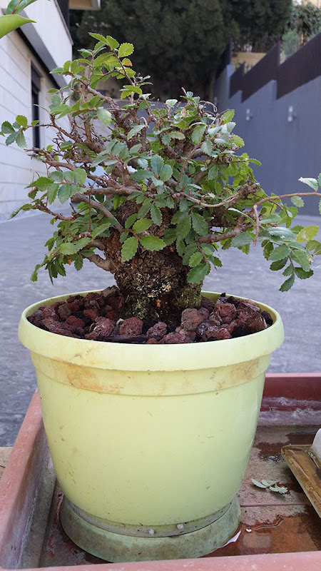 [2015-] Cork Bark Chinese Elm II 20150815_091246