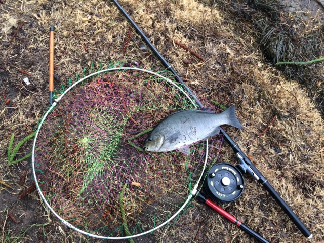 Gone Fishing in Oz: Centrepin Reel for Blackfish