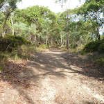 Eucalypt forest Green Point Reserve (389588)