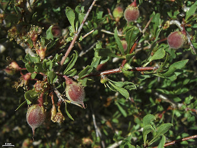 Great Basin Shrubs—each Showy